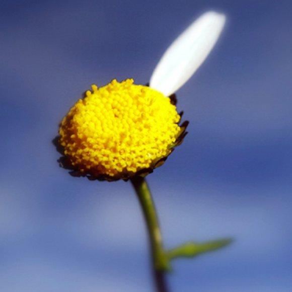 "Loves me, loves me not" silver floral ring - Picture 4 of 5